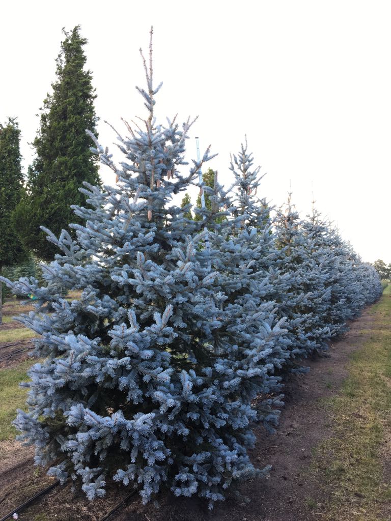 Ель голубая колючая Picea pungens Hoopsii