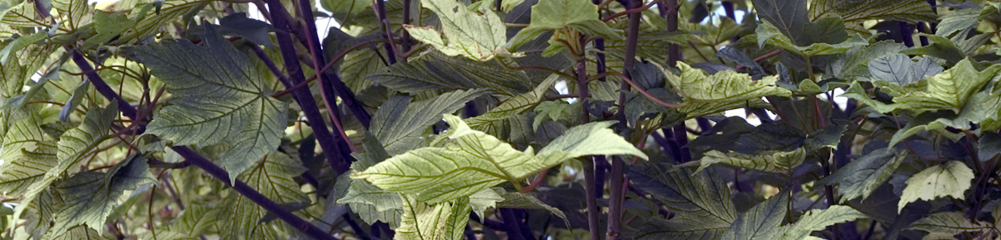 Acer pseudoplatanus 