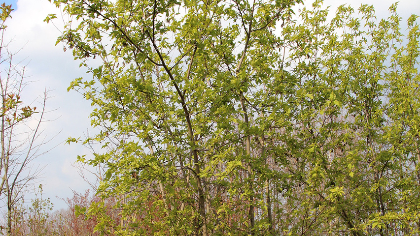 Acer tataricum subsp. ginnala