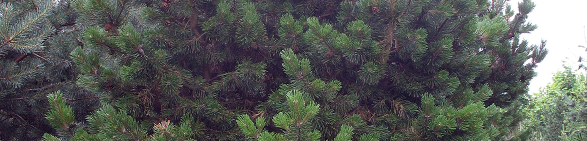 Pinus mugo 