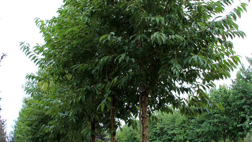 Prunus maackii 