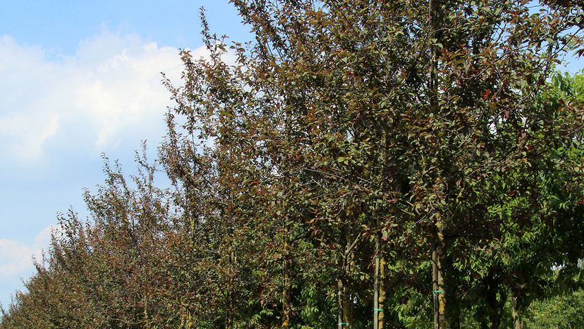 Prunus padus 