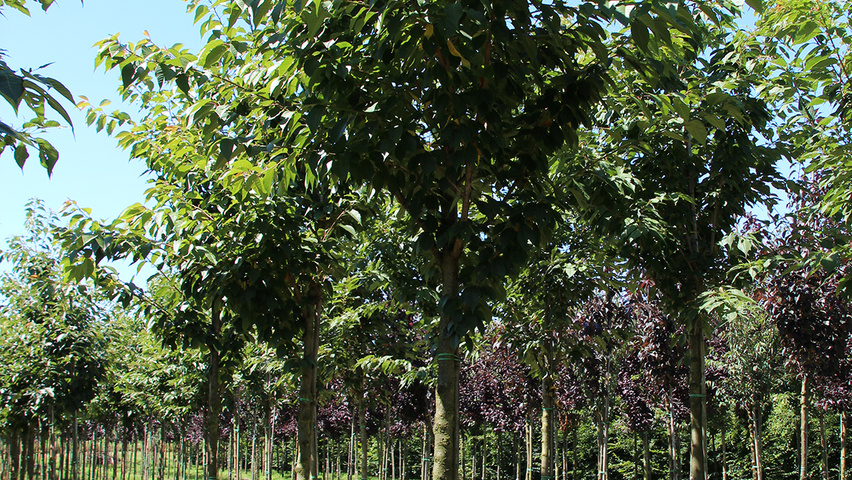 Prunus serrulata 