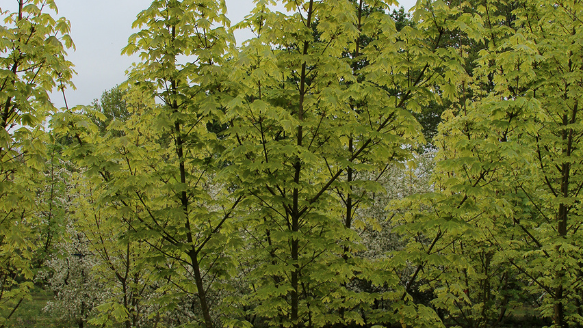 Acer platanoides 