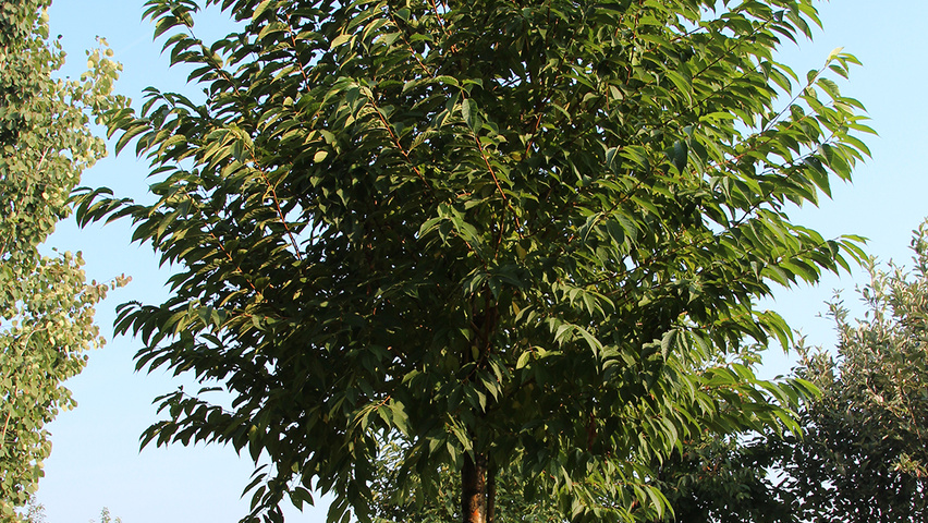 Prunus maackii 