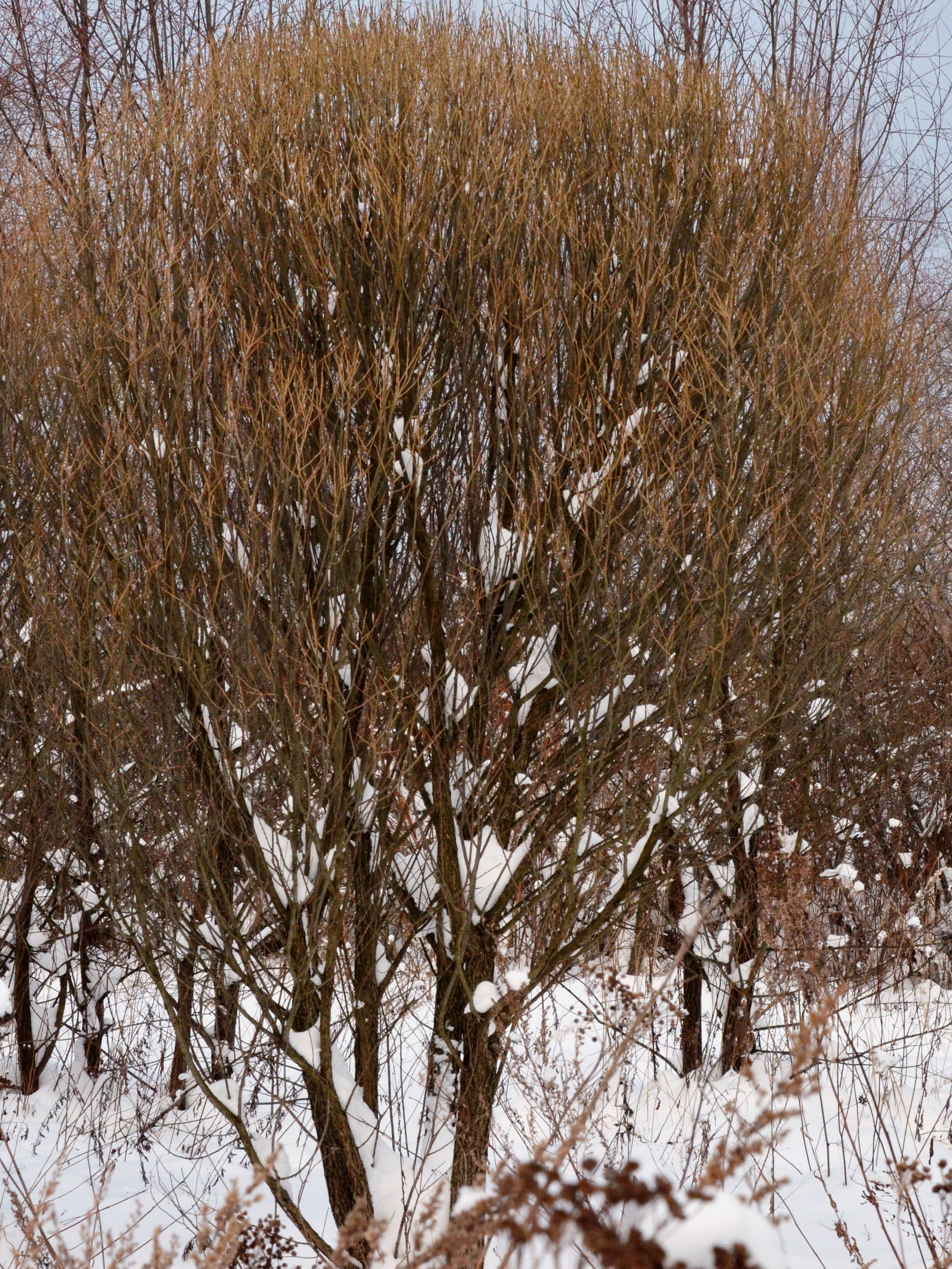 Salix fragilis 